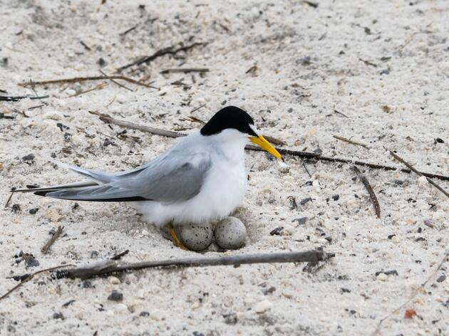 Look Out for Nesting Coastal Birds in the Western Panhandle!