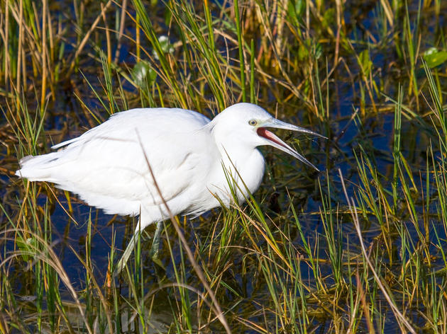 Major Step Forward for Everglades Restoration