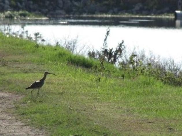 “Machi” the Hemispheric-Travelling Whimbrel’s Journey Comes to a Tragic End  