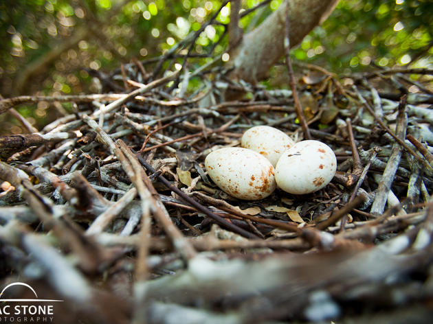 Fact Sheet: 2014 Everglades Wading Bird Nesting Report