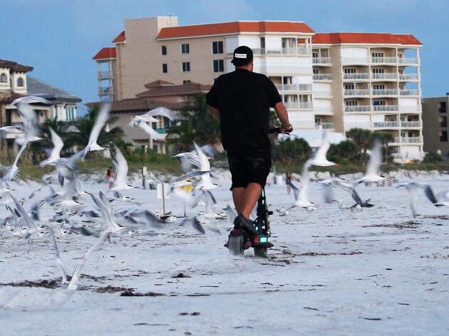 Nesting Sea and Shorebirds Contend with E-Vehicle Threats on Beaches