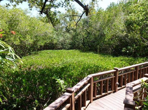Florida's Special Places: The Mangrove Gardens at Carwill Oaks