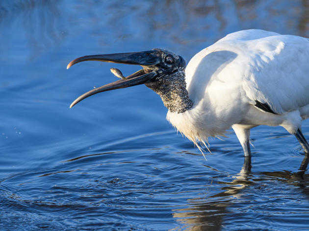 Wading Birds Give Hope to America’s Everglades