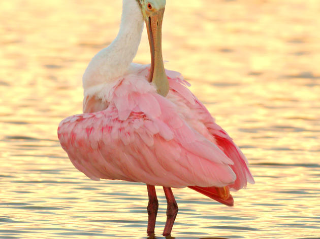 Audubon Florida Staff, Board, and Chapters Travel to D.C. for America’s Everglades Summit