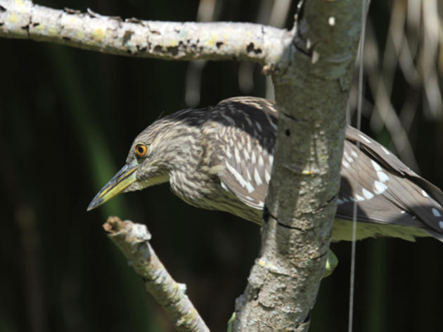 Read Audubon Florida's 2017 Conservation Action Agenda