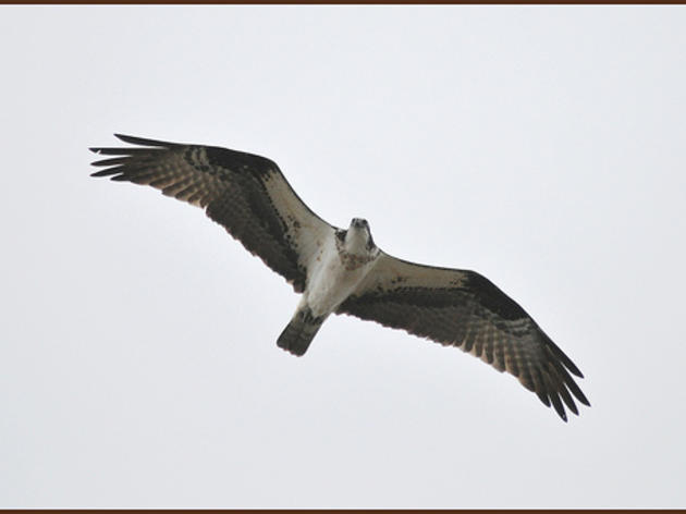 Honeymoon Island Ospreys Faring Well