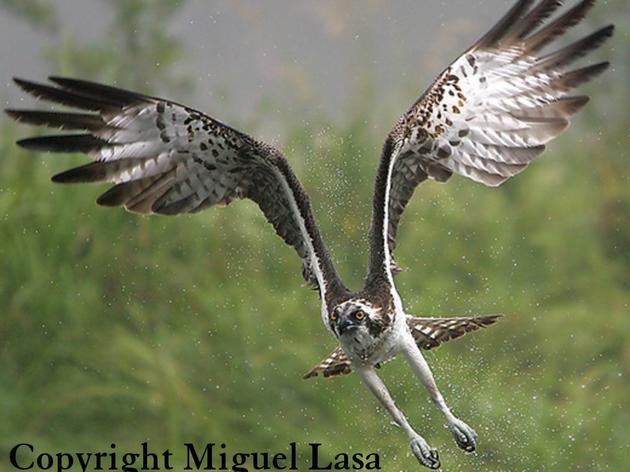 A Bird's Eye View: Happenings at the Audubon Center for Birds of Prey