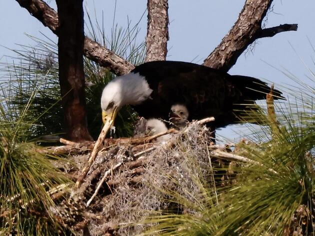 Osceola County Provides Window into Bald Eagle Nesting in Florida and Importance of EagleWatch and Raptor Clinic 