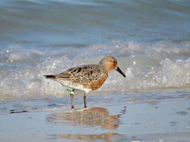 Bird Bands Lead to Better Conservation for Sea and Shorebirds