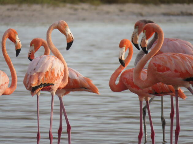 The Pink Wave: Birds and Hurricanes