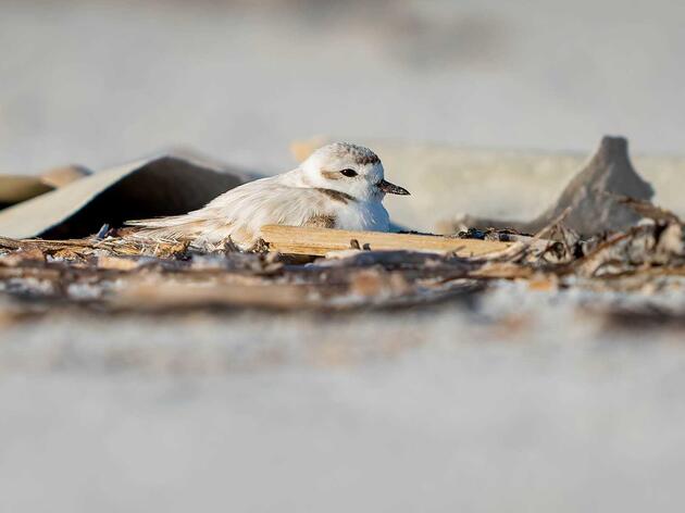 When Hurricanes and Coastal Construction Alter Bird Habitat – How Do They Fare? 