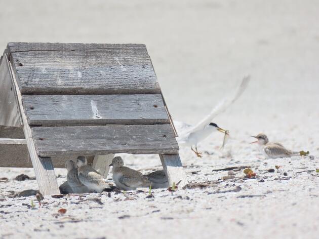 Audubon Uses Chick Shelters to Give Beach Birds a Break