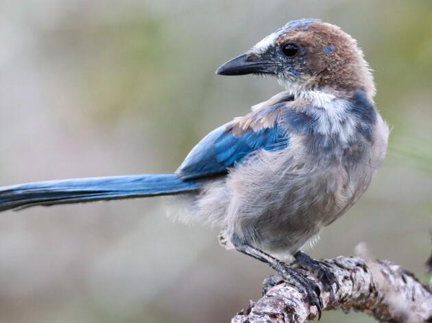 To Protect Florida Scrub-Jays, We Need Populations of All Sizes
