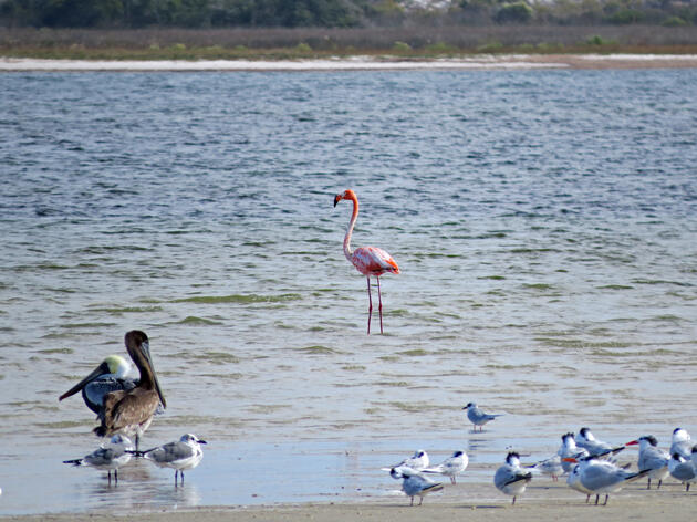 Flamingos Flock to Florida After Hurricane Idalia
