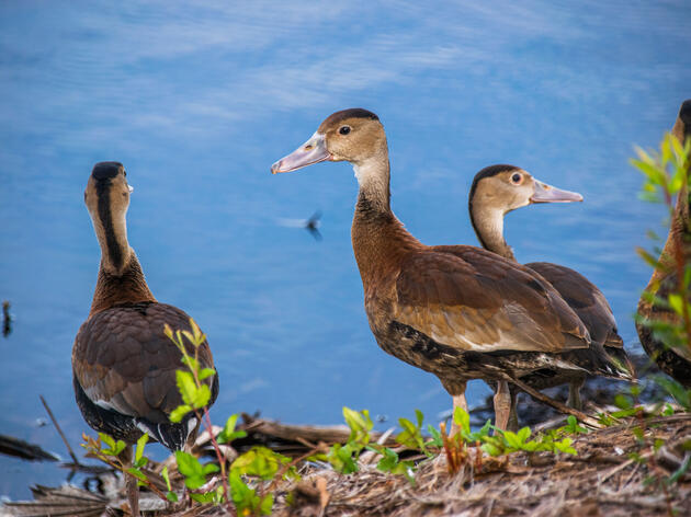 Black-bellied Whistling Ducks are on the Move