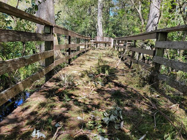 Corkscrew Swamp Sanctuary Does Its Job after Hurricane Ian