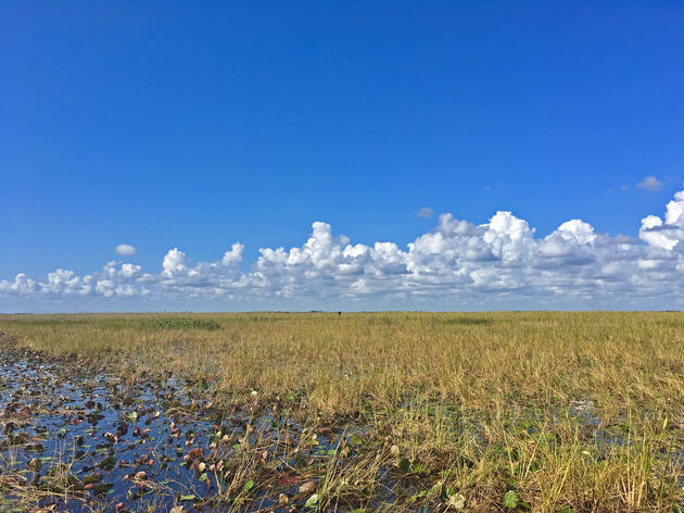 Northern Everglades and Southwest Florida Projects on Horizon for Restoration