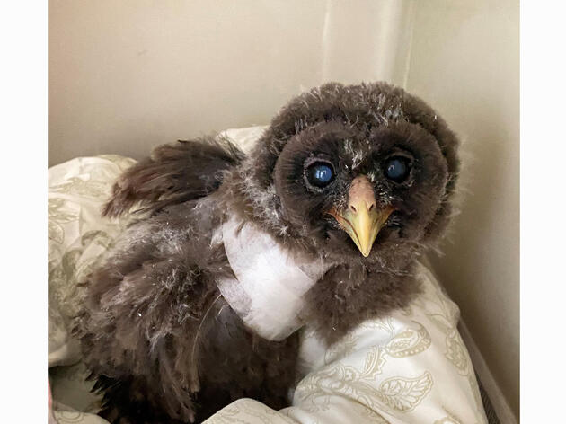 New Ambassador Barred Owl Joins the Audubon Center for Birds of Prey Flock