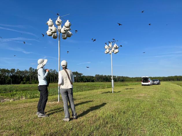 Audubon Chapters Create New Homes for Purple Martins