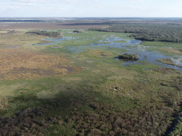 Corkscrew Swamp Sanctuary Celebrates 1,000 Acres of Restoration