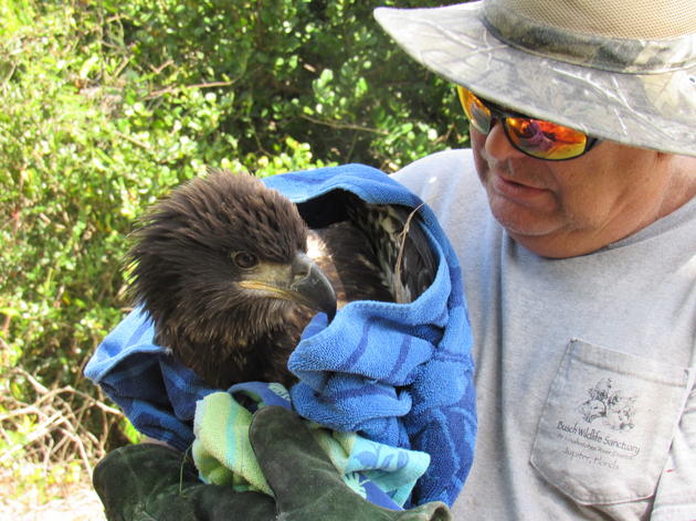 Volunteers Give Eaglet a Second Chance at Life