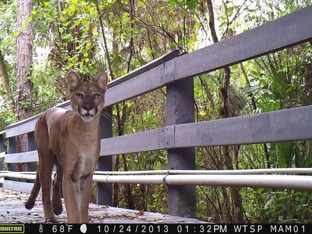 A Florida Panther Enjoys Audubon's Corkscrew Swamp Sanctuary
