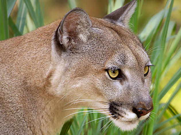 FWC Adopts Audubon-Supported Panther Policies