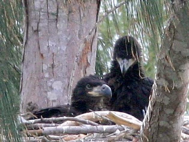 Family of American Bald Eagles Is Moving into Broward County; Let's Give Them a Warm Welcome