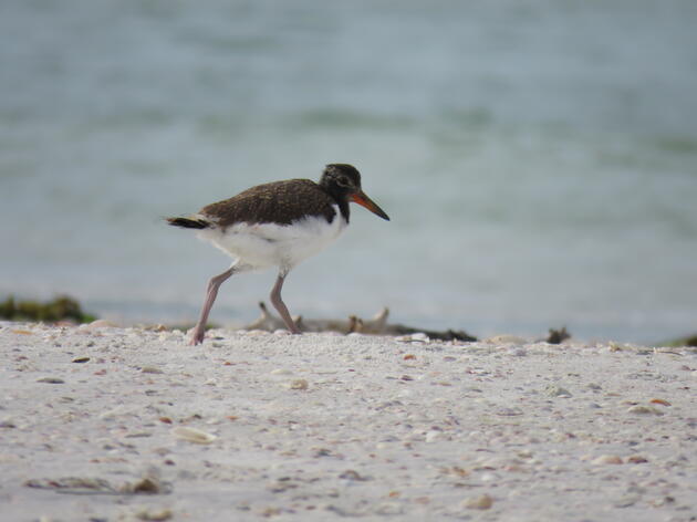 American Oystercatchers: Working Across the State to Protect this Vulnerable Shorebird