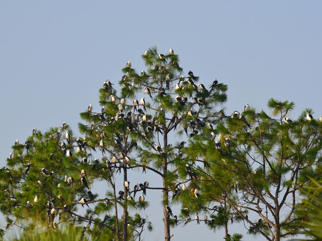 Swallow-tailed Kites Staging at Corkscrew Swamp Sanctuary