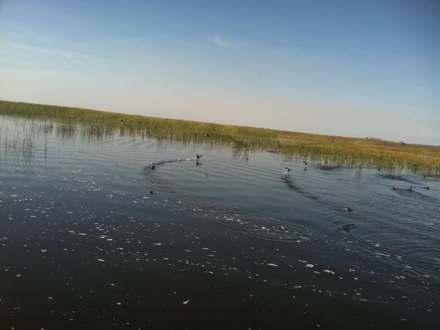 Audubon's Lake Okeechobee Adventures with Timothy Sargent