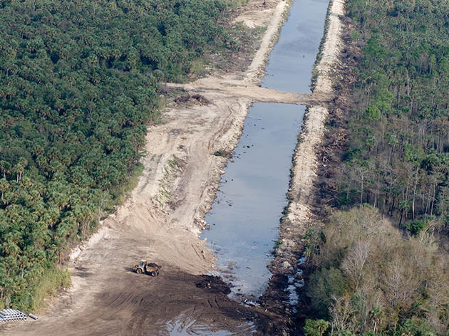 Take Action: Support the Picayune Strand Restoration Project in the Western Everglades