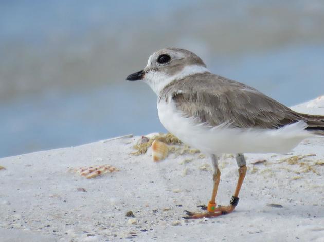 Found! First Pennsylvania Great Lakes Plovers Fledged in 60 Years, Resighted Wintering in Florida Protected Areas 
