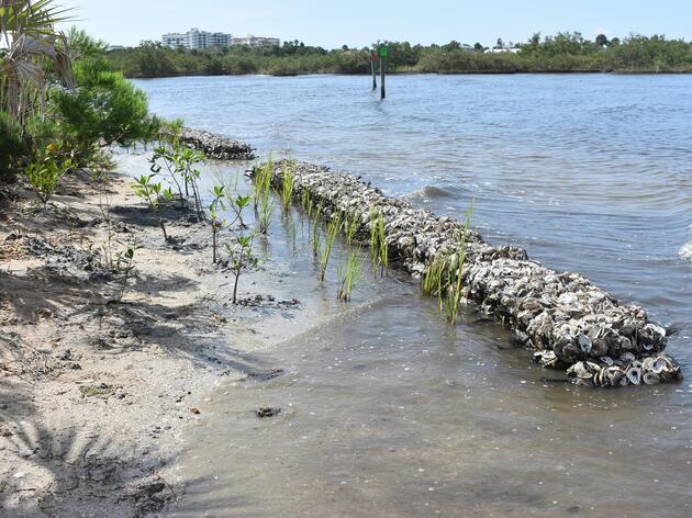 Innovative Natural Solution Improves Resilience in Northeast Florida