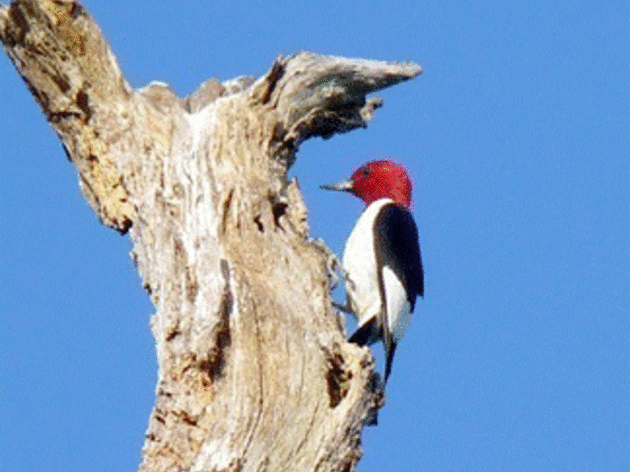 Observations of My Backyard Woodpeckers