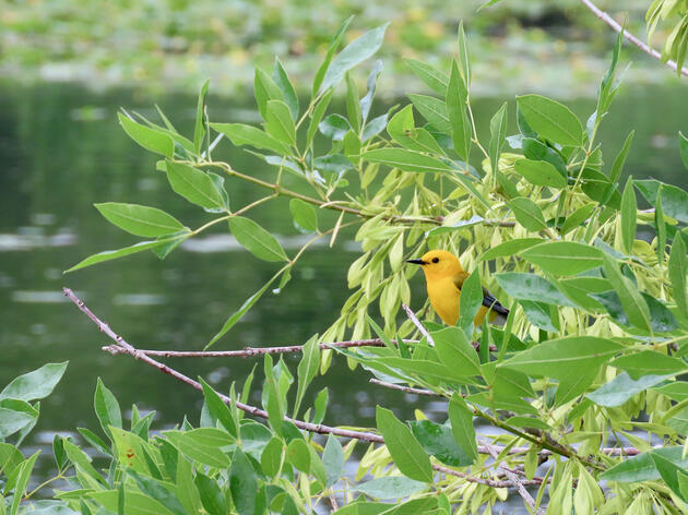 Audubon Florida Celebrates a Successful 2021 Birdathon