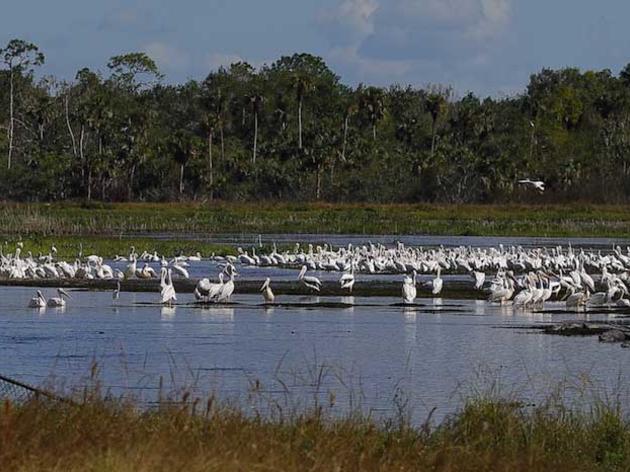 So Close! After a Decade, Picayune Strand Restoration Project Almost Complete