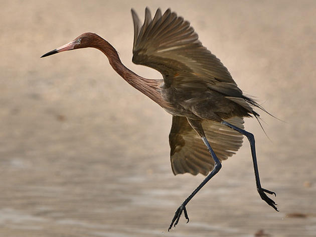 Manatee County Audubon Society Stands Up for Florida's Birds at Long Bar Pointe