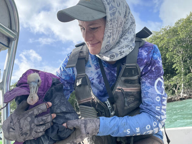 Biologists Rescue Injured Roseate Spoonbill in Florida Bay