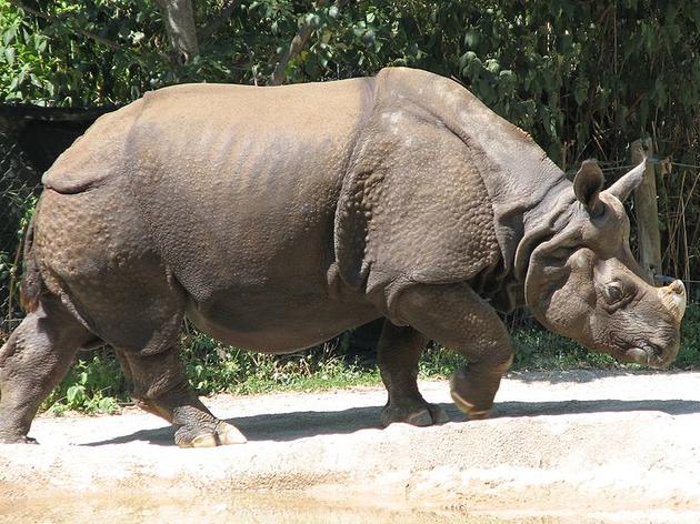 Big Win for Florida's Conservation Lands - Governor Rick Scott Vetoes "Rhinoceros Bill"