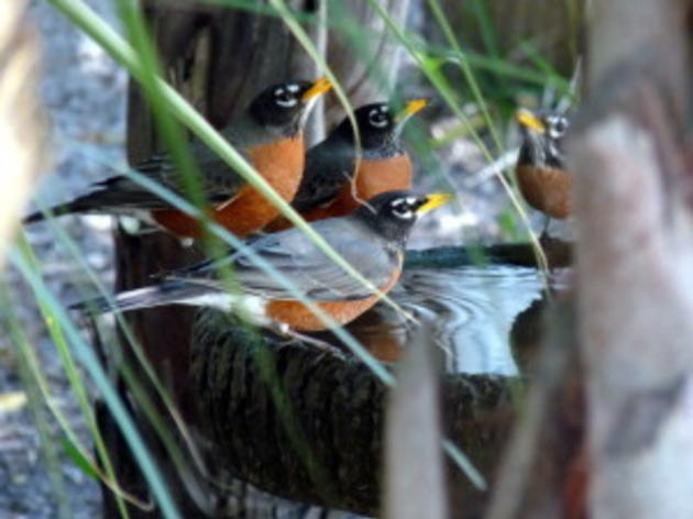 American Robins Head to St. Petersburg