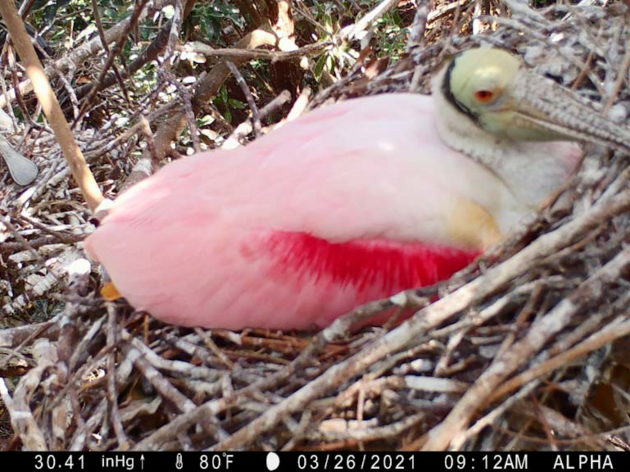  Everglades Science Center Study Confirms Camera Traps Provide Valuable Data in Roseate Spoonbill Nest Monitoring