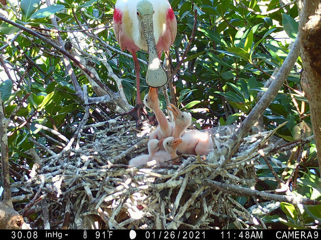 Audubon's Everglades Science Center Uses New Technology to Track Roseate Spoonbills