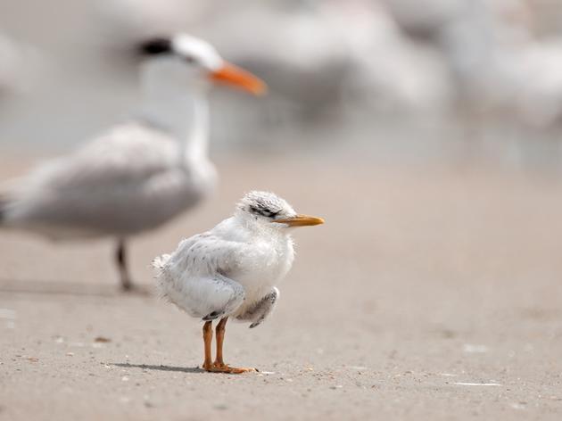 Florida Times-Union: Popular beach proves essential to Florida's bird breeding