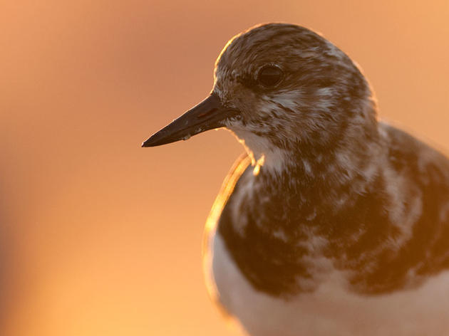 Report from the 2012 Mid-Winter Shorebird Survey 