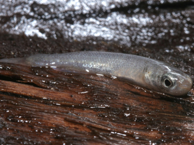 Researchers Capture Unique Fish as Part of Florida Bay Research