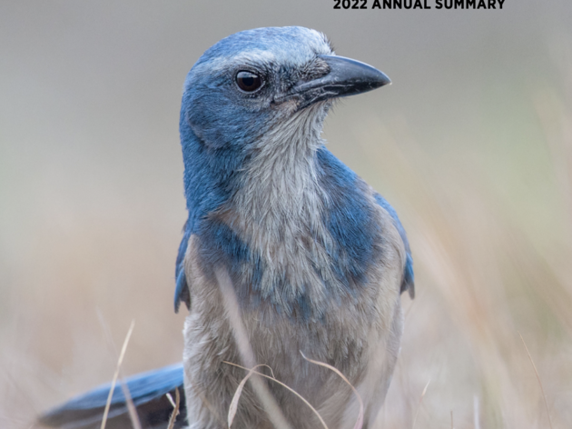 Audubon Jay Watch Annual Report