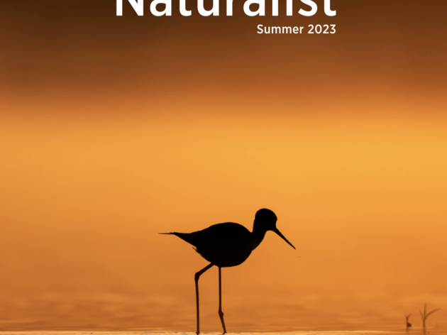 Audubon Florida Publishes Summer 2023 Edition of “The Naturalist” Magazine