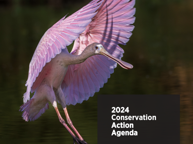 Read Audubon Florida's 2024 Conservation Action Agenda
