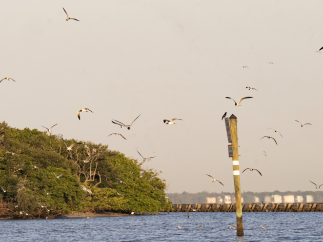 Audubon Coastal Bird Science Showcased at Gulf Restoration Conference